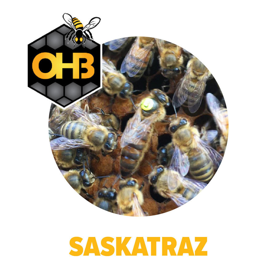 OHB Saskatraz Package Bees OHB Saskatraz Package Bees
