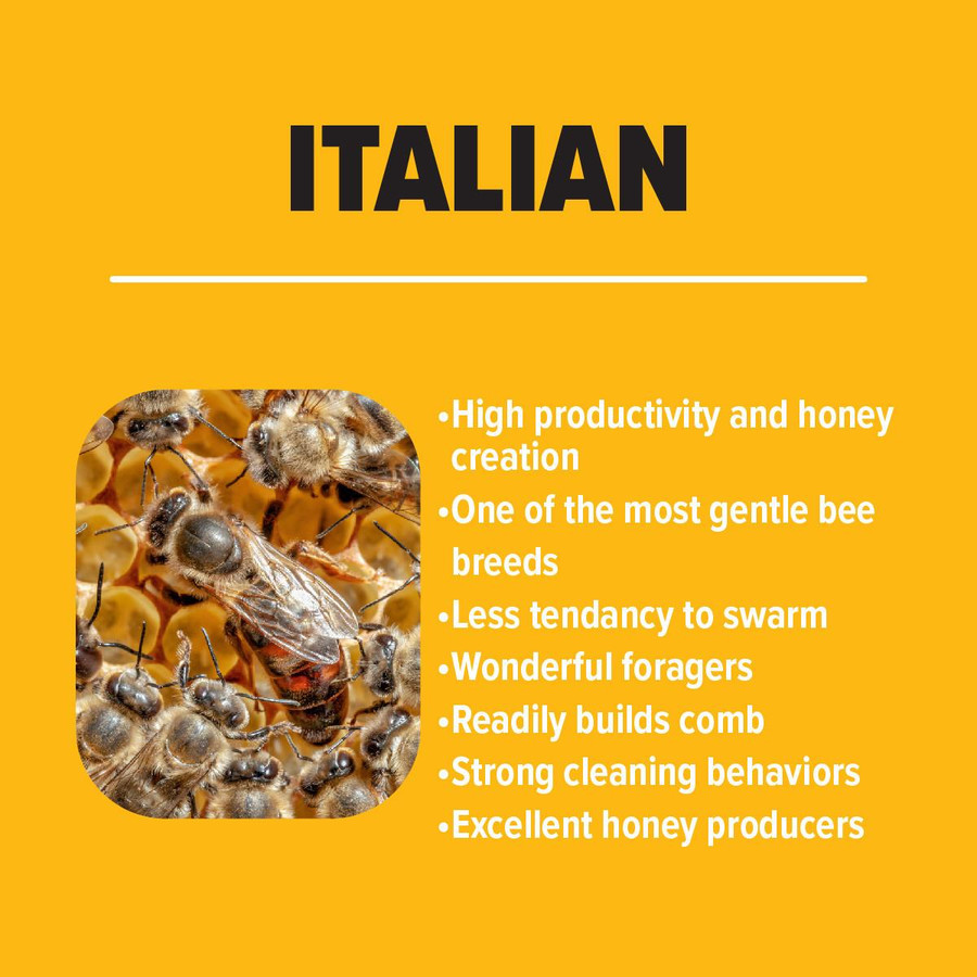 Italian Package Bees
