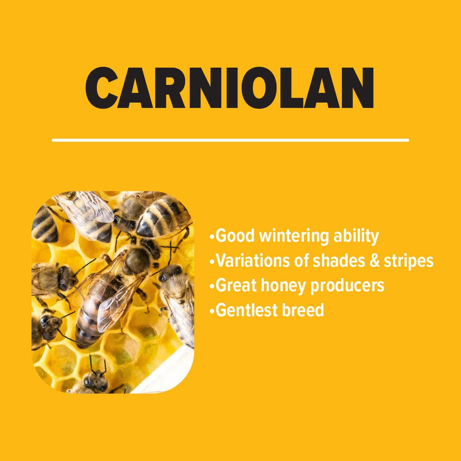 Carniolan Package Bees Carniolan Package Bees