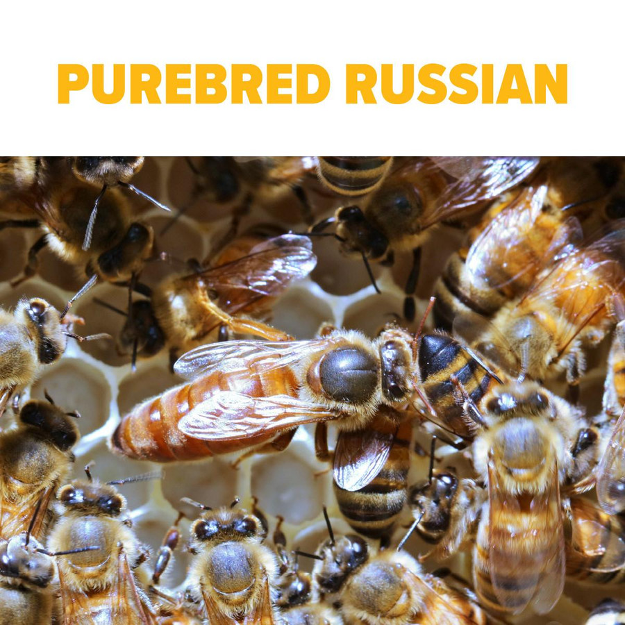 Purebred Russian Package Bees, BE303, Mann Lake Ltd.