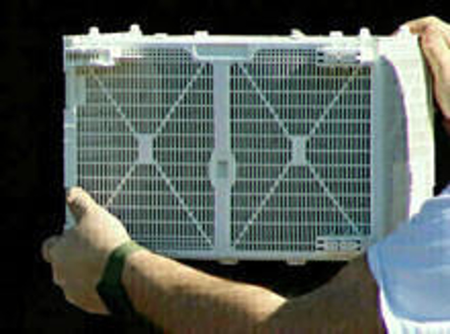 Purebred Russian Package Bees