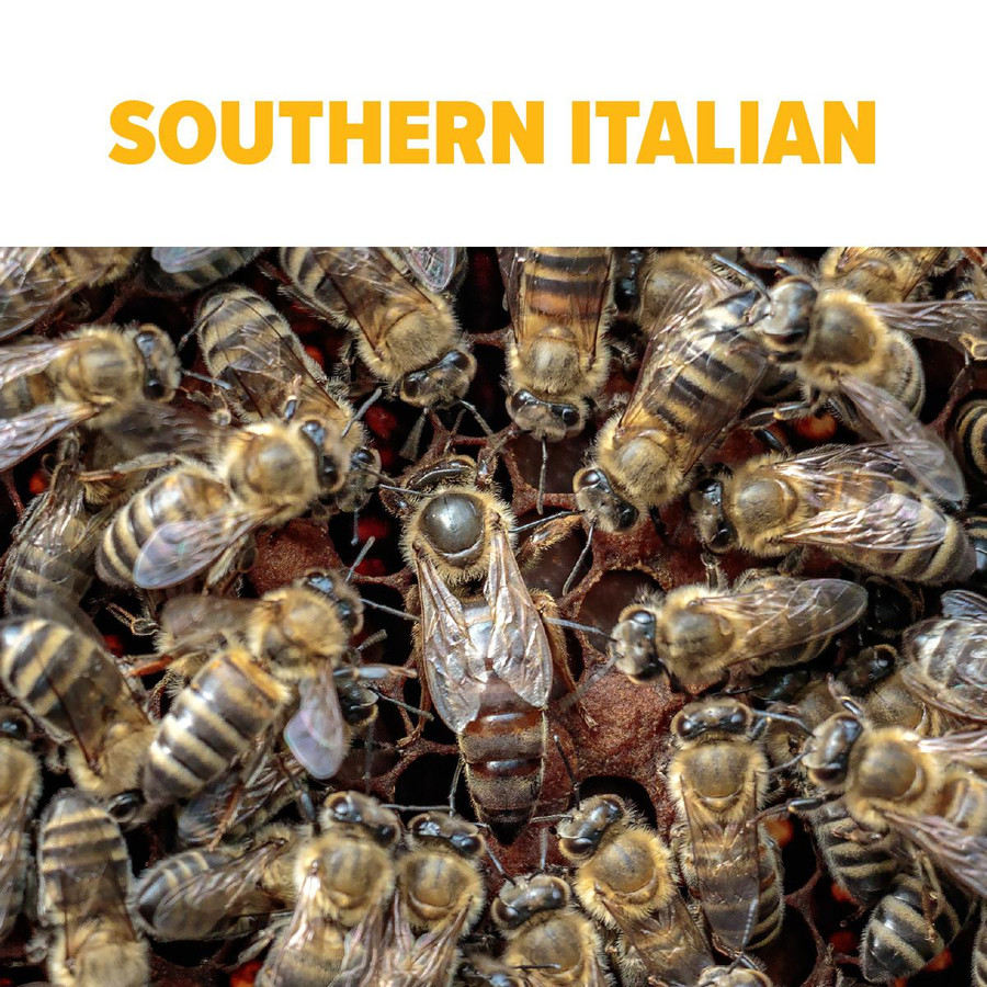 Southern Italian Package Bees
