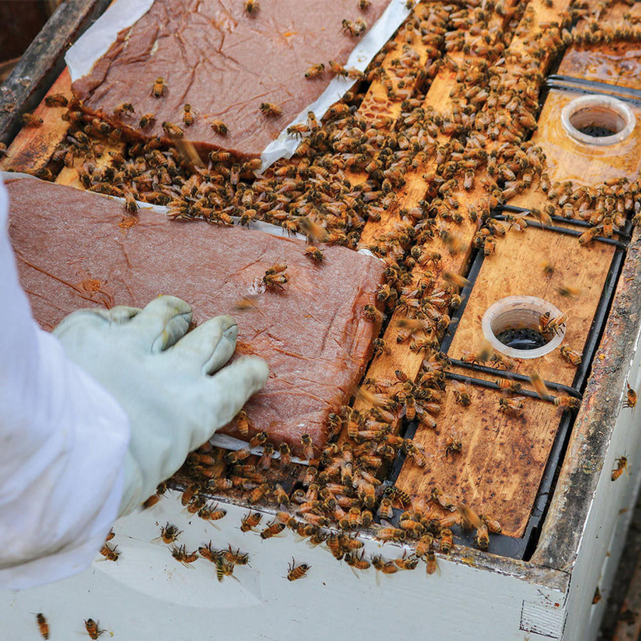 Ultra Bee Rocket Fuel Patties™ with Natural Pollen + Bio-Activator, 10 lb, FD439, Mann Lake Ltd.