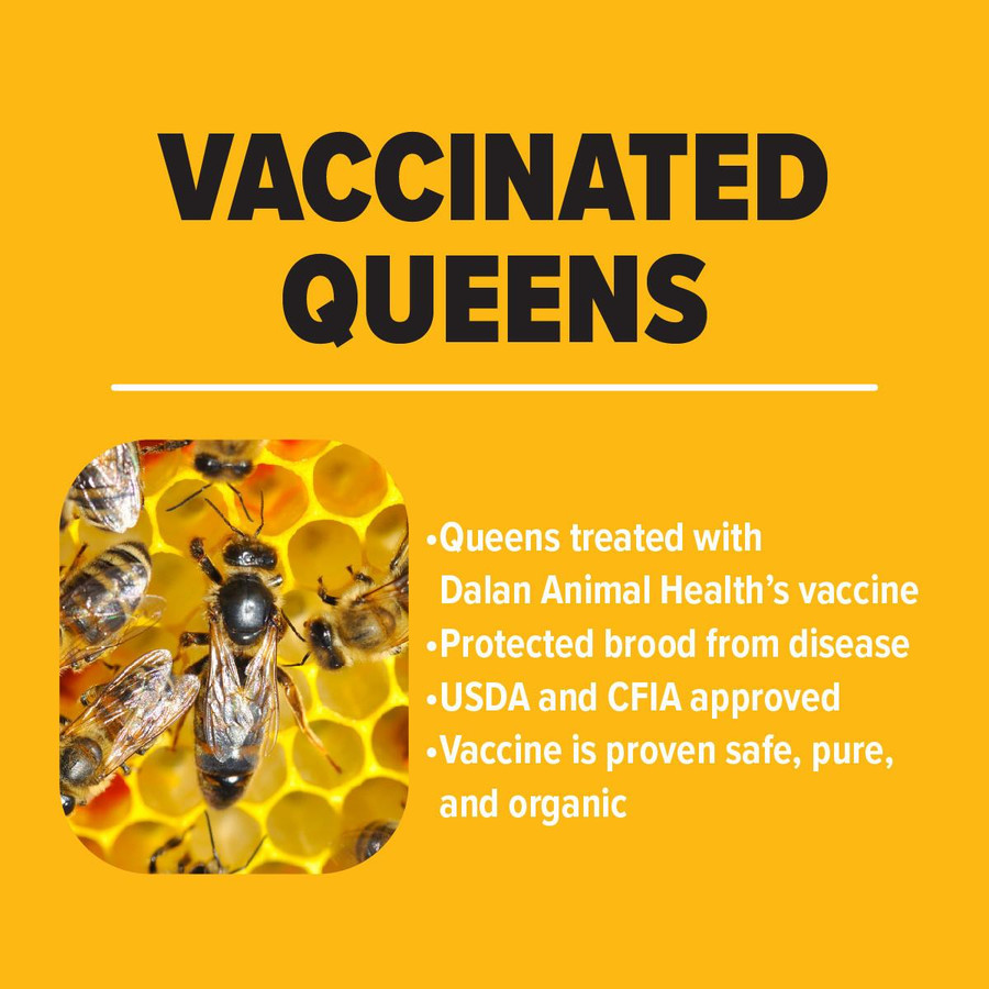 Vaccinated Carniolan Queen, BE318, Mann Lake Ltd.