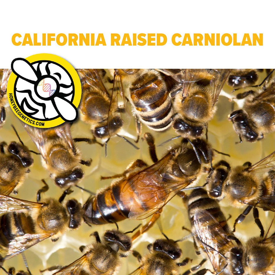 California Carniolan Package with -Vaccinated Queen , BE321, Mann Lake Ltd.