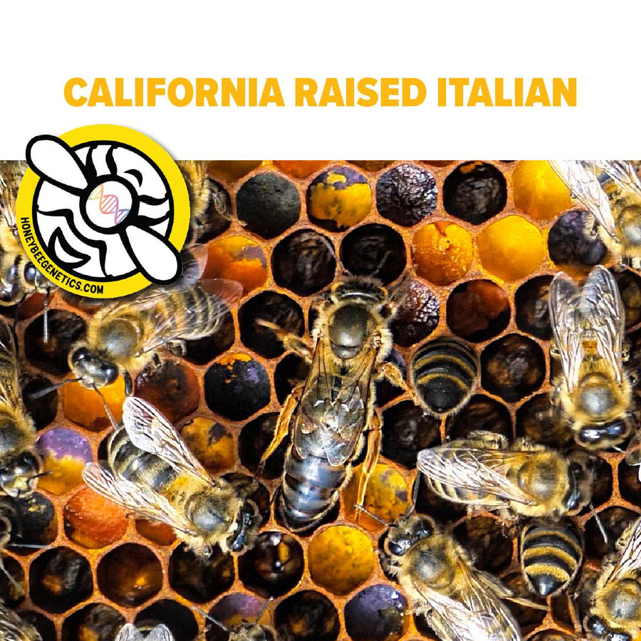 California Italian Package with AFB-Vaccinated Queen  - BE322