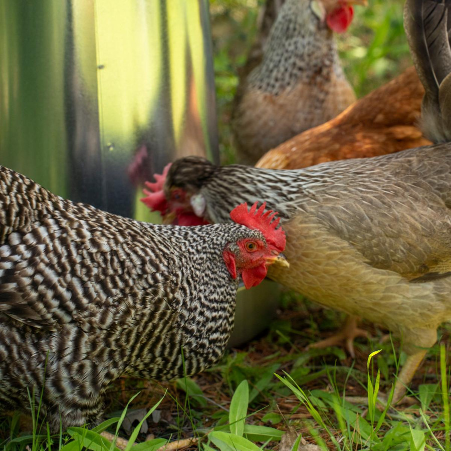 Metal Hanging Poultry Feeder - 44 LB Metal Hanging Poultry Feeder - 44 LB