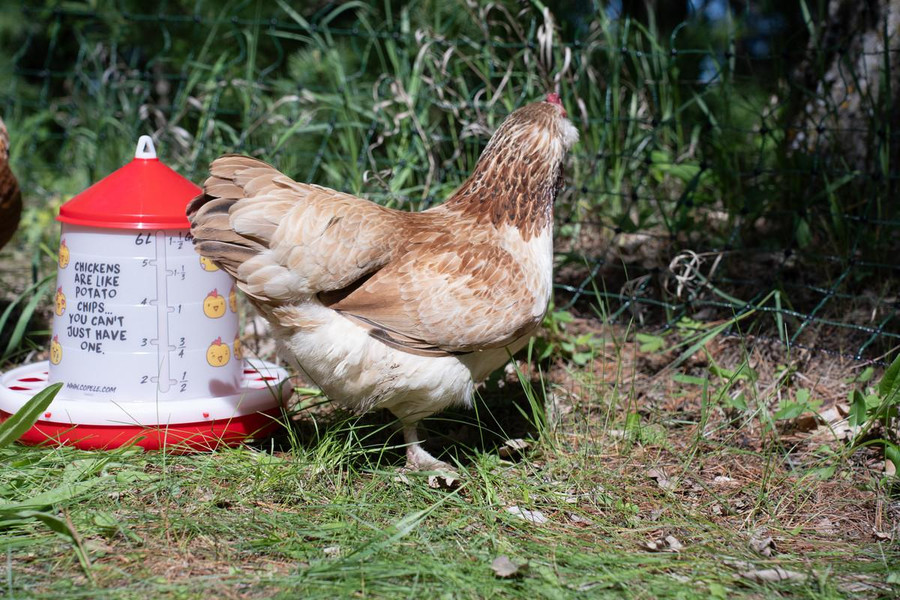 Chicken Emoji Poultry Feeder - 9 LB Chicken Emoji Poultry Feeder - 9 LB