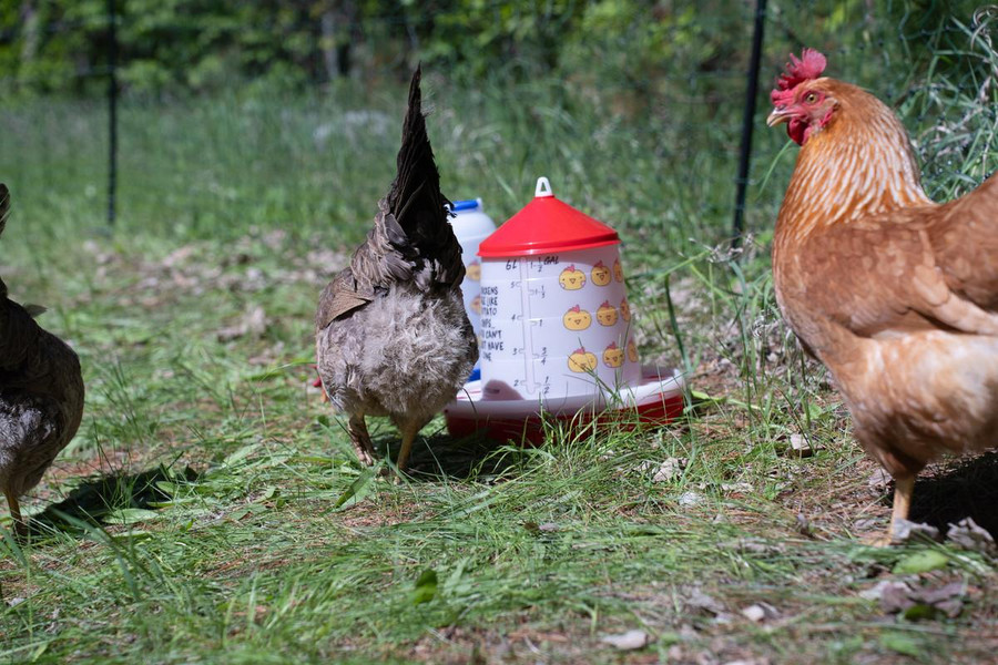 Chicken Emoji Poultry Feeder - 9 LB Chicken Emoji Poultry Feeder - 9 LB