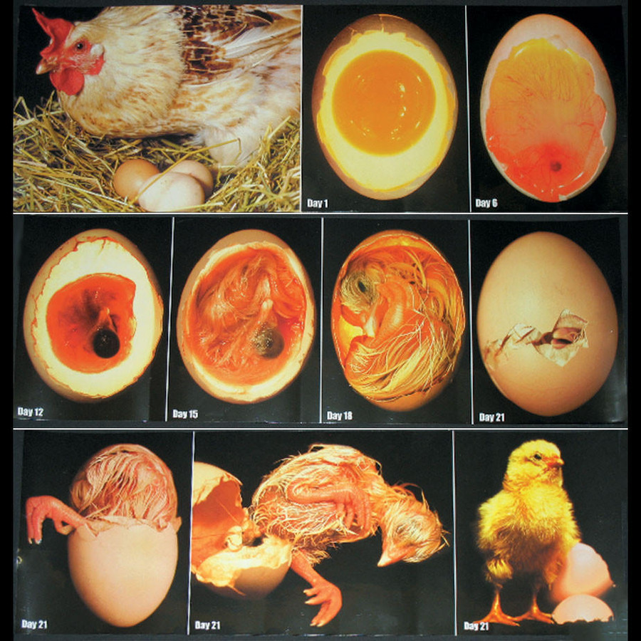 Embryology, Color Photo Poster Set Embryology, Color Photo Poster Set