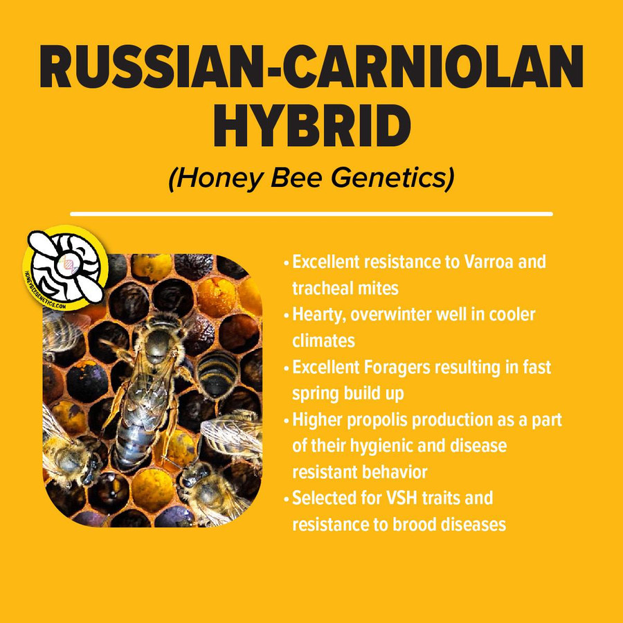 California Russian-Carniolan Package Bees California Russian-Carniolan Package Bees
