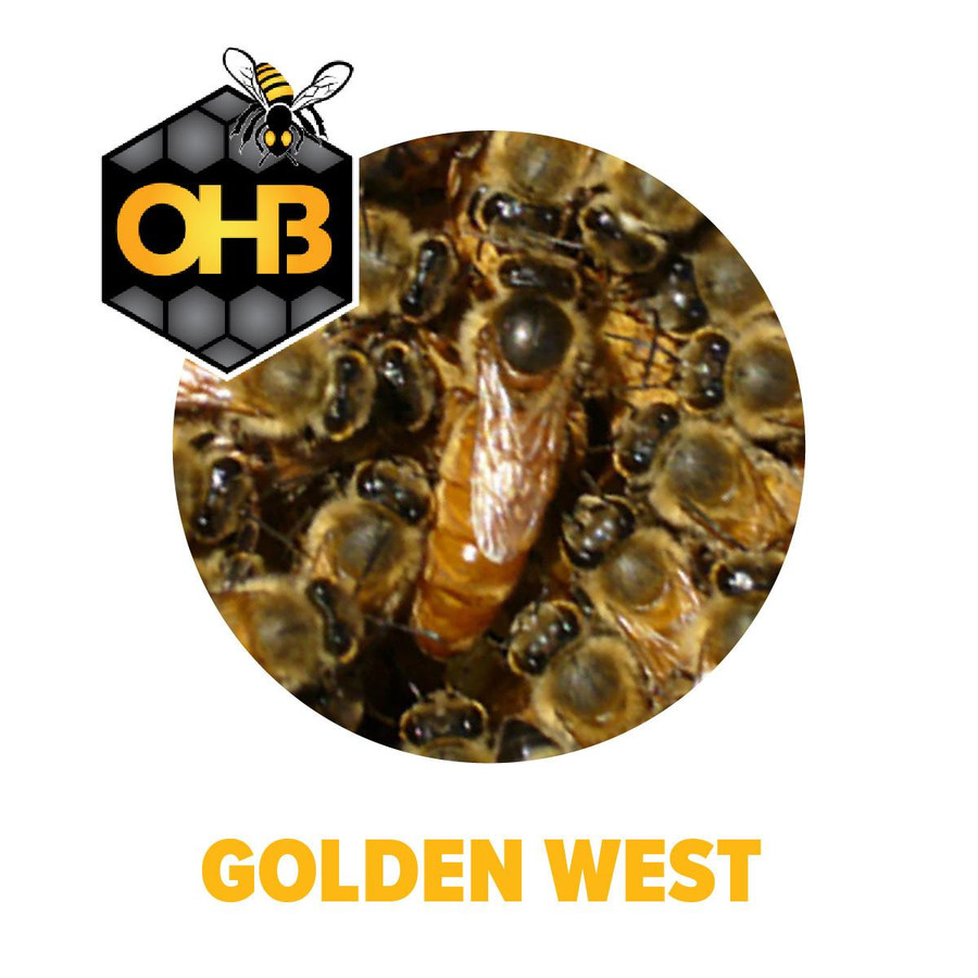 OHB Golden West Package Bee OHB Golden West Package Bee