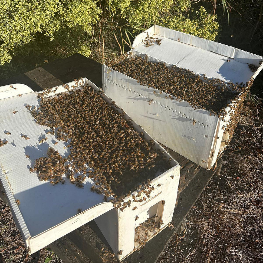 5 Frame Mississippi Raised Italian Nucs - Marshall, TX - Pickup Only,BE540 PU, Mann Lake Ltd.