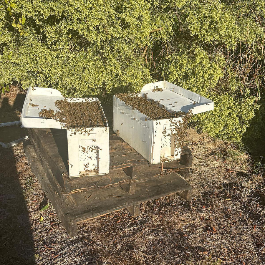 5 Frame Mississippi Raised Italian Nucs - Marshall, TX - Pickup Only,BE540 PU, Mann Lake Ltd.