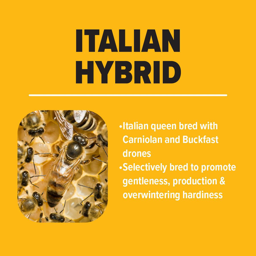 Southern Italian Hybrid Package Bees, BE326, Mann Lake Ltd.