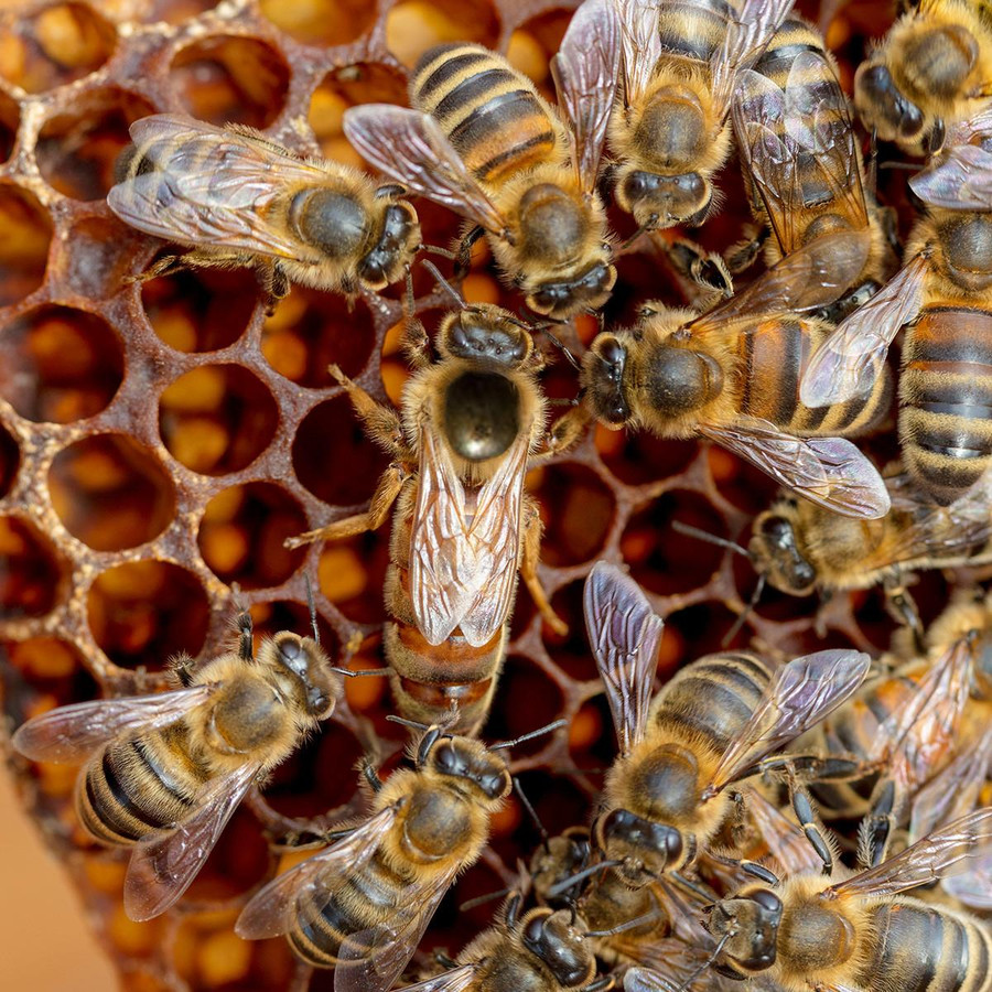 Vaccinated Hawaiian Italian Queen Vaccinated Hawaiian Italian Queen