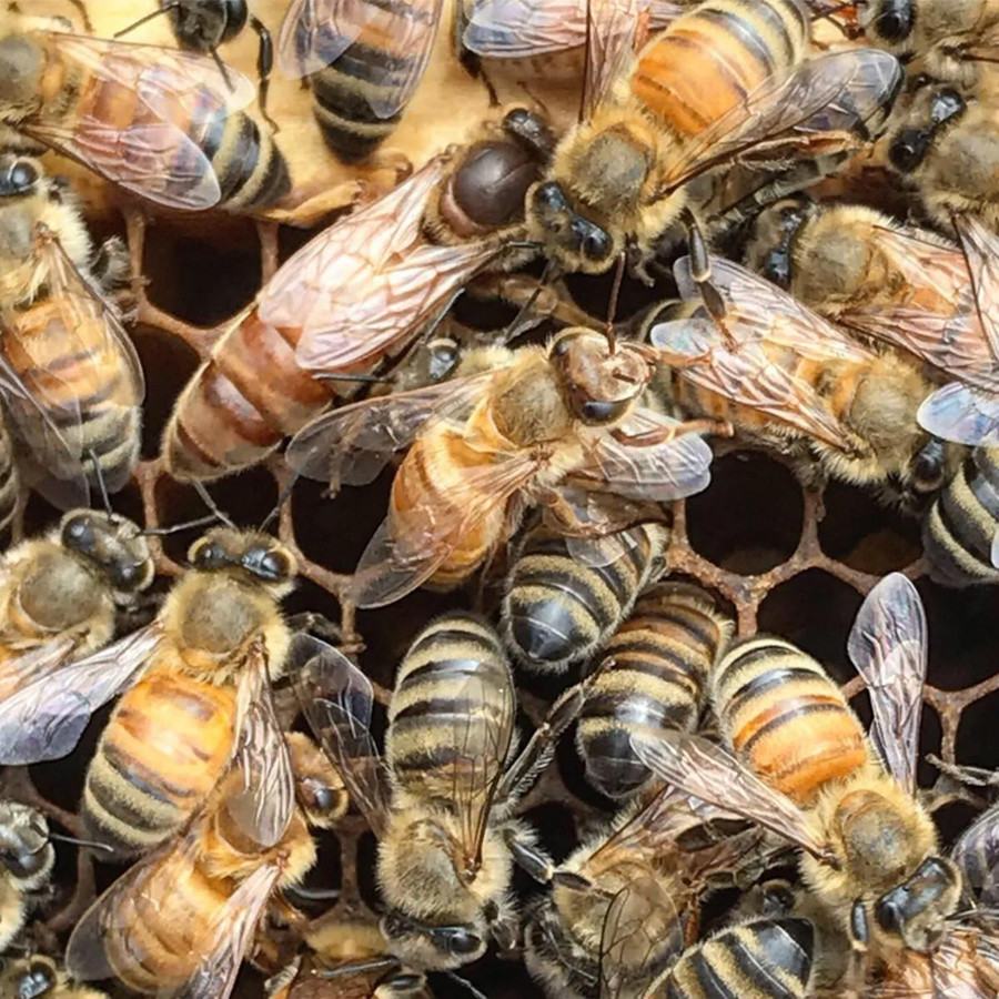 California Italian Vaccinated Queen Bee California Italian Vaccinated Queen Bee