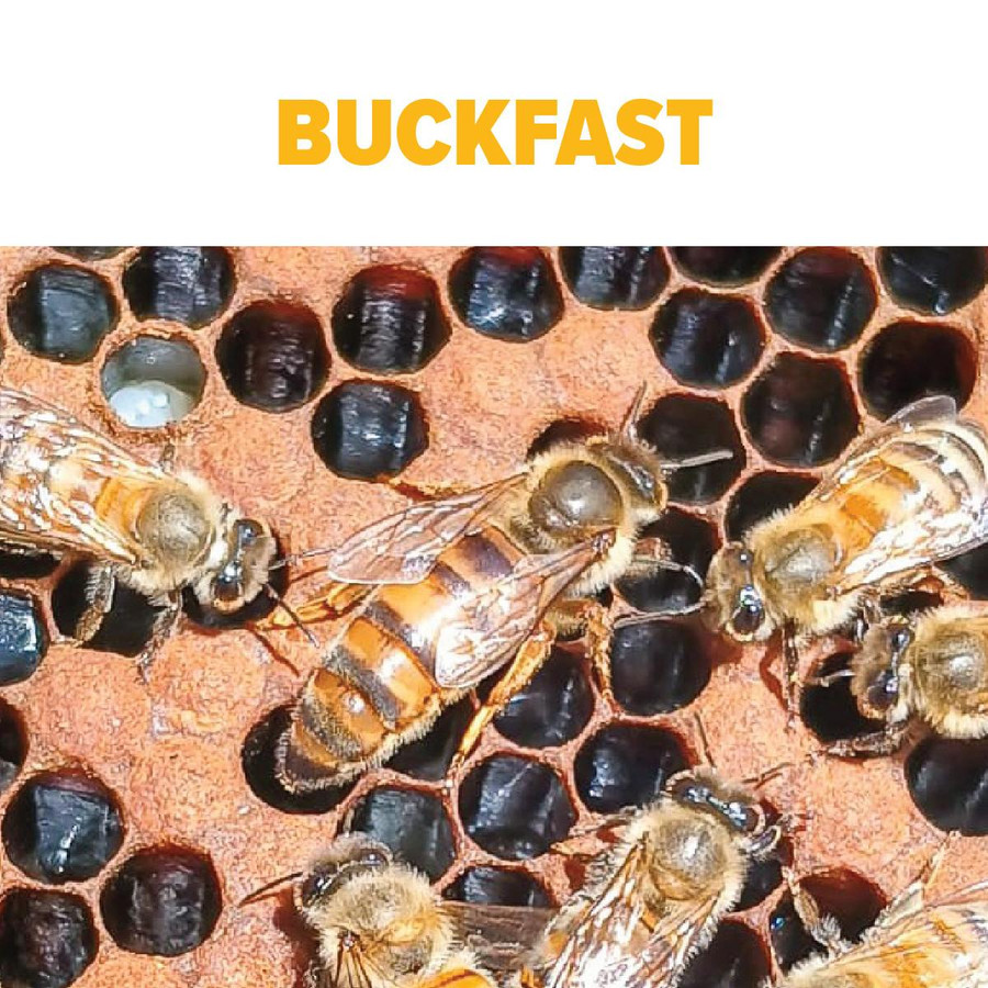 Buckfast Package Bees, BE302, Mann Lake Ltd.
