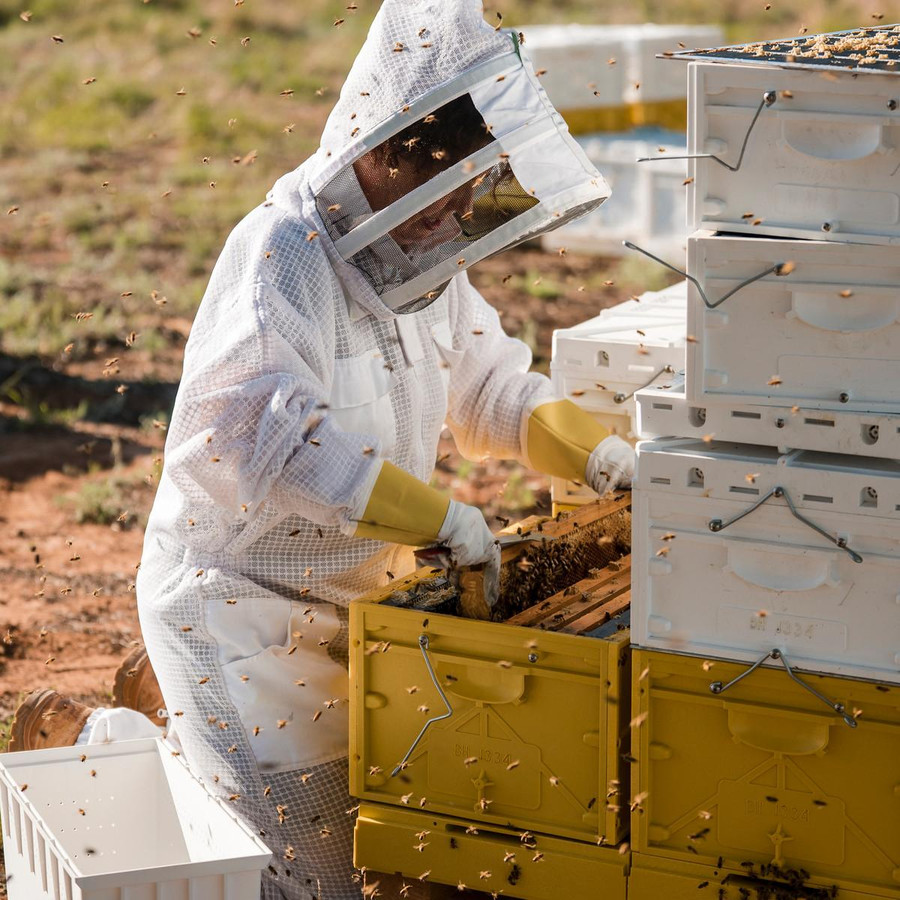 5 Frame Plastic Nuc Hive, Case of 10