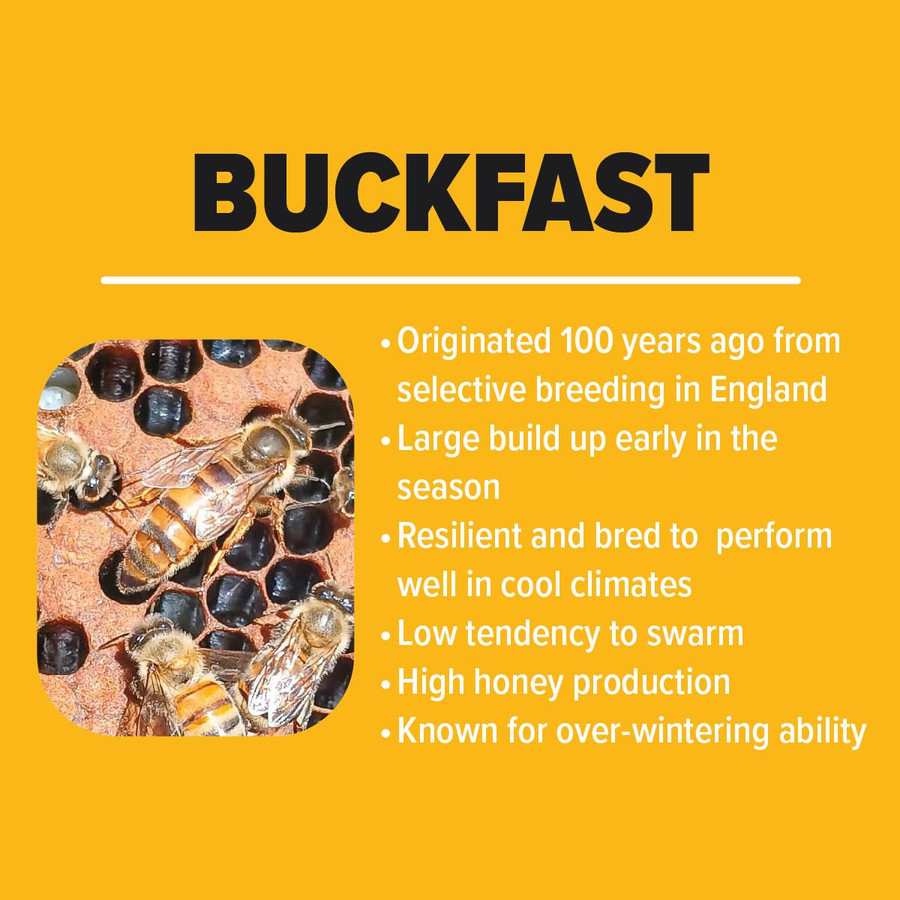 Buckfast Queen Bee,BE312, Mann Lake Ltd.