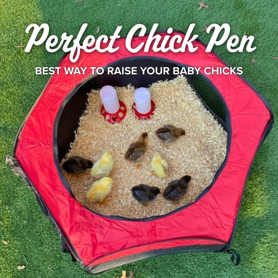 Chicken Brooder Pop-up Play Pen, PP604, Mann Lake Ltd.