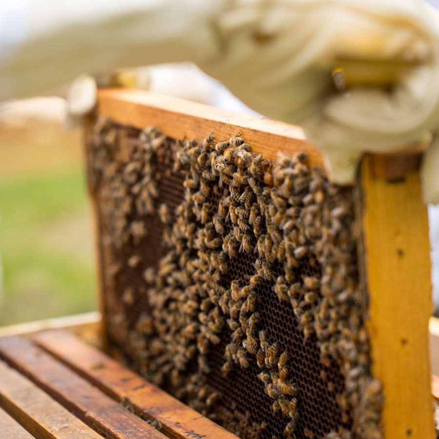 Bees on foundation in groove top and groove bottom wooden frame