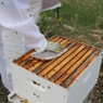 Ultra Bee High Protein Pollen Substitute Patties, 10 lb,FD374, Mann Lake Ltd.
