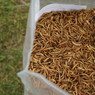 Wonder Grubs (Dried Mealworms) - 5 lb Bag,PH525, Mann Lake Ltd.