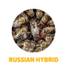 Russian Hybrid Package Bees