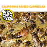 California Carniolan Package with AFB-Vaccinated Queen - BE321