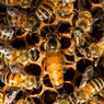 California Carniolan Package with -Vaccinated Queen , BE321, Mann Lake Ltd.