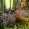 Metal Hanging Poultry Feeder - 44 LB