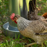 Metal Hanging Poultry Feeder - 44 LB