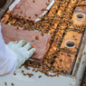 Mann Lake Ultra Bee Rocket Fuel Patties™ placement on hive