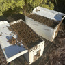 5 Frame Mississippi Raised Italian Nucs - Clarkson, KY - Pickup Only,BE340 PU, Mann Lake Ltd.