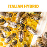Southern Italian Hybrid Package Bees, BE326, Mann Lake Ltd.