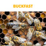 Buckfast Package Bees, BE302, Mann Lake Ltd.