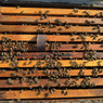 VarroxSan, 20 pack, DC808, Mann Lake Ltd.