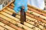 HopGuard® 3, 12 Treatments (24 strips),DC311, Mann Lake Ltd.