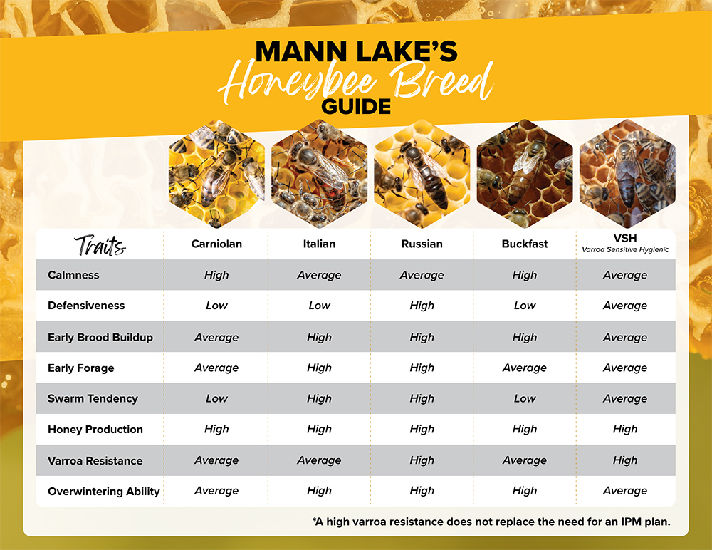 Compare Honeybee breeds sold by Mann Lake to find the bee  breed that's right for you. 