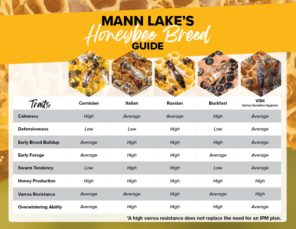 Compare Honeybee breeds sold by Mann Lake to find the bee  breed that's right for you. 