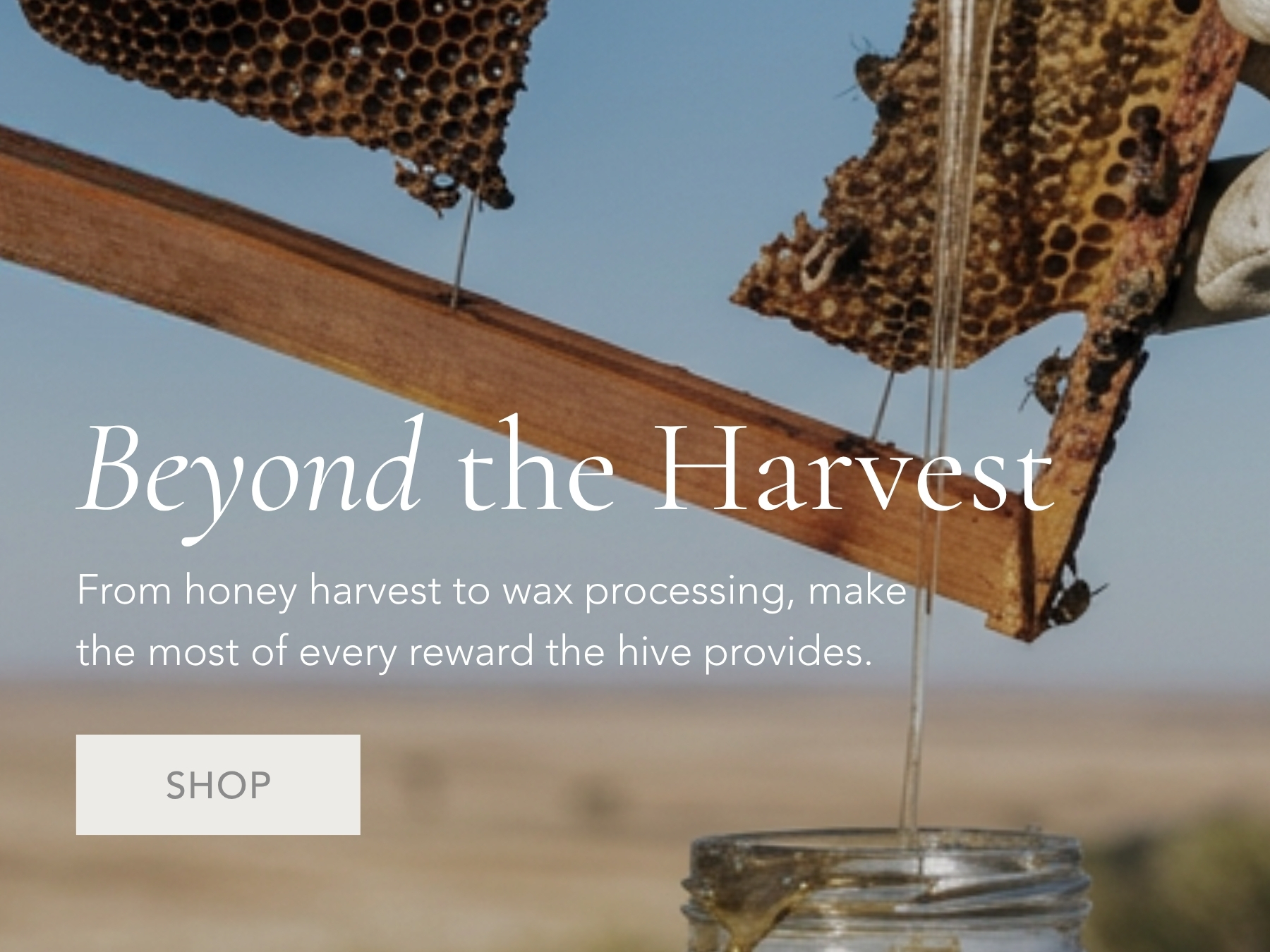 Queen Bee Sale