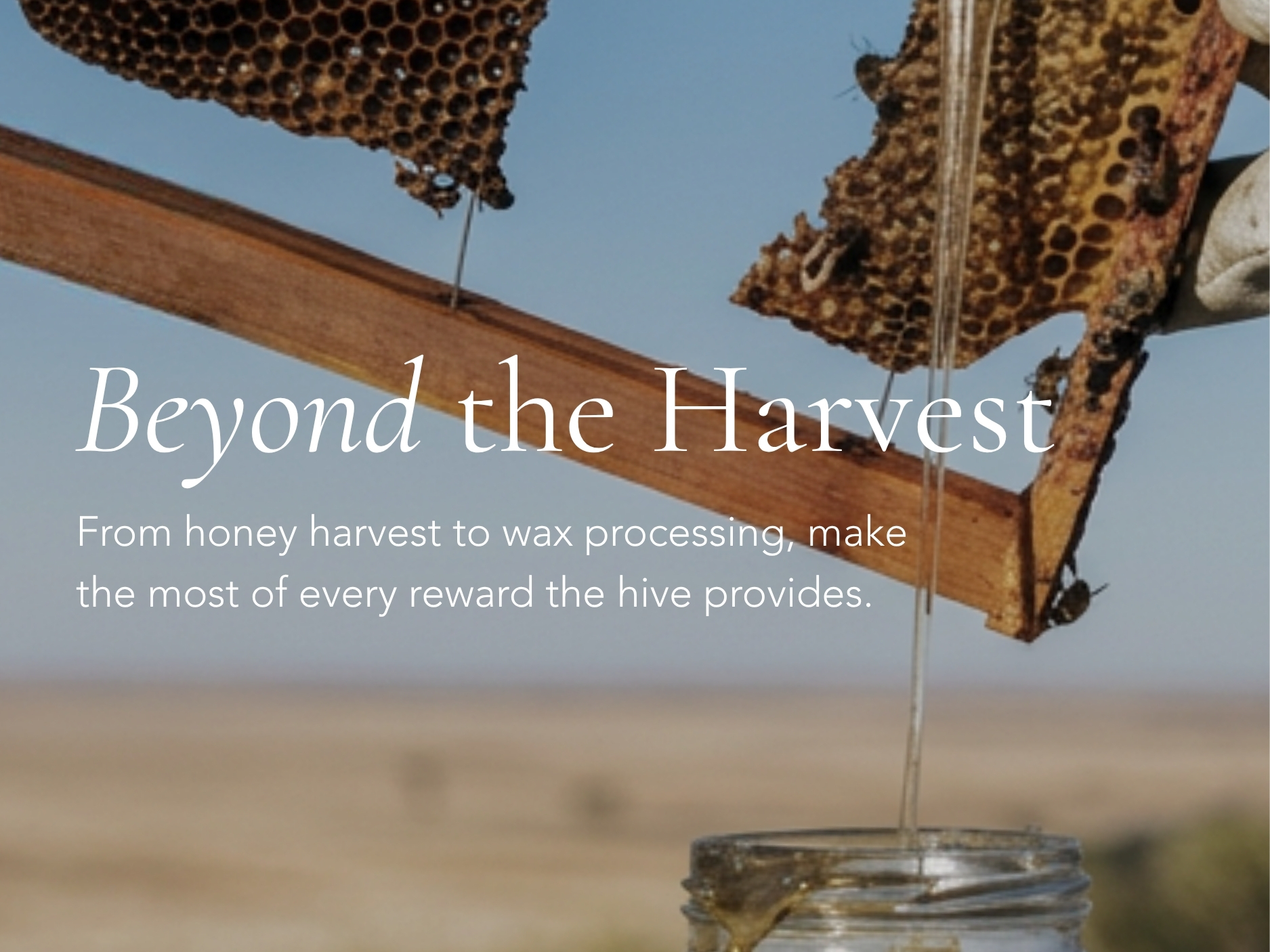 Queen Bee Sale