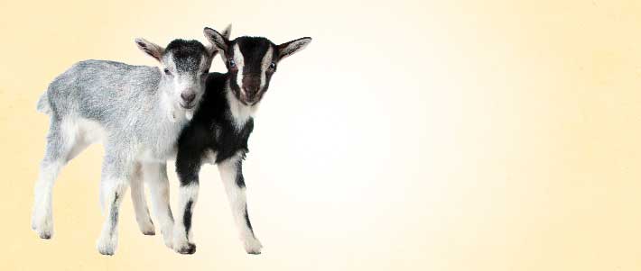 desktop Gray goat and 2 baby goats