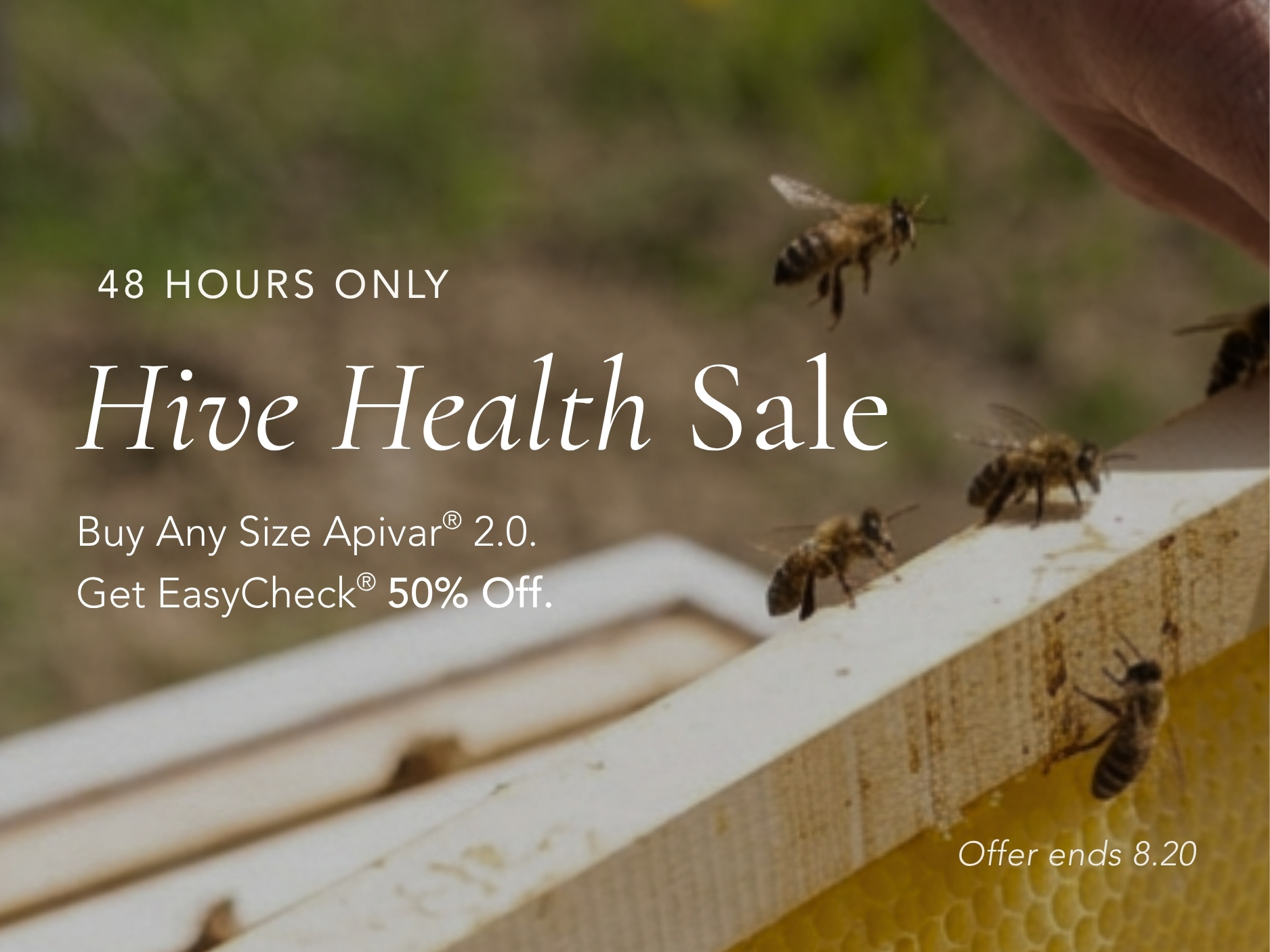Queen Bee Sale