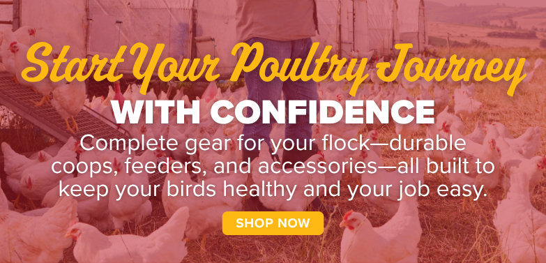 Banner showing poultry chickens in a flock advertising coops and poultry supplies