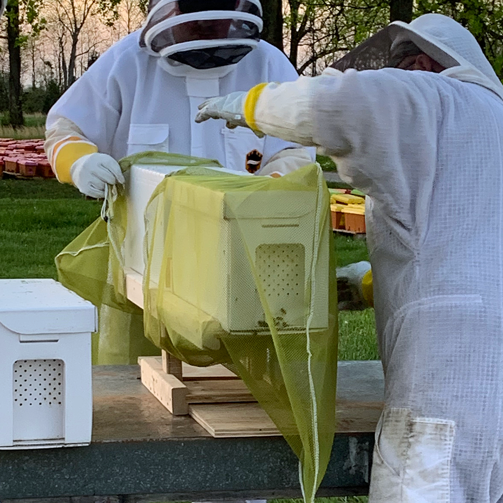 Live Honey Bees For Sale Mann Lake Bee & Ag Supply