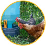 Shop Poultry and Farm supplies