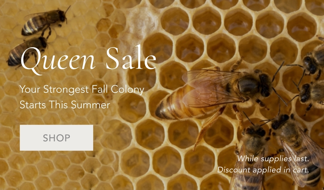 Shop Queen Sale