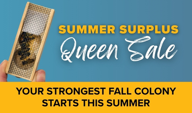Summer Surplus Queen Sale